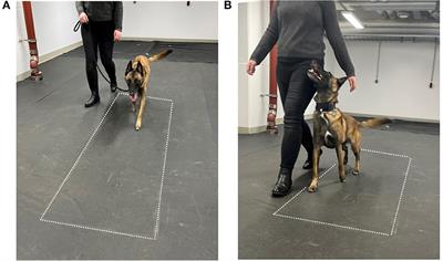 Vertical ground reaction forces, paw pressure distribution, and center of pressure during heelwork in working dogs competing in obedience